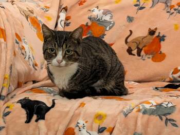 Boots -  Domestic Short Hair Cat for Adoption in Rocky Ridge, Maryland - Boots | PetCurious
