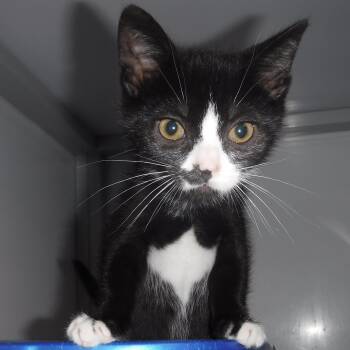 Figaro - Adorable Guy -  Tuxedo Cat for Adoption in Hoquiam, Washington - Figaro - Adorable Guy | PetCurious