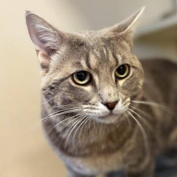 Bissel -  Domestic Short Hair Cat for Adoption in Rifle, Colorado - Bissel | PetCurious