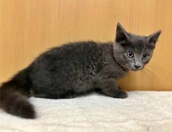 MUNY -  Domestic Short Hair Cat for Adoption in Brentwood, Missouri - MUNY | PetCurious