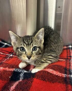 Ollie (with Marty) -  Domestic Short Hair Cat for Adoption in Richmond, Virginia - Ollie (with Marty) | PetCurious