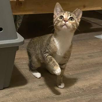 Talia -  American Shorthair Cat for Adoption in Chattanooga, Tennessee - Talia | PetCurious