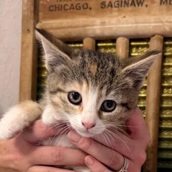 Dry Clean Only -  Domestic Short Hair Cat for Adoption in Boerne, Texas - Dry Clean Only | PetCurious