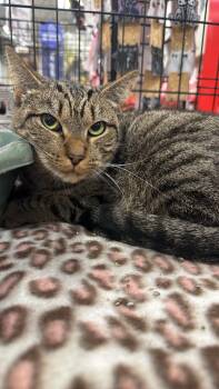 Rescue Domestic Short Hair Cats for Adoption in Gerrardstown, West Virginia - Coffee | PetCurious
