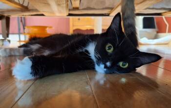 Rescue Domestic Medium Hair Cats for Adoption in Liverpool, New York - Bramble | PetCurious