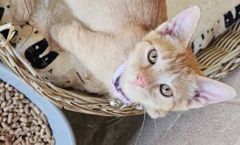 Magnus -  Domestic Short Hair Cat for Adoption in Albemarle, North Carolina - Magnus | PetCurious