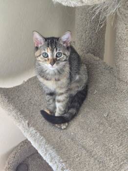 Switch -  Domestic Short Hair Cat for Adoption in Glendale, Arizona - Switch | PetCurious