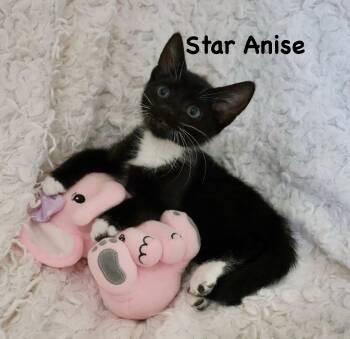Star anise -  Tuxedo Cat for Adoption in St. Augustine, Florida - Star Anise | PetCurious