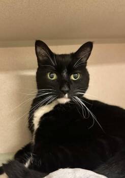 Domestic Short Hair Cats Available for Adoption in Quakertown, Pennsylvania - Gwen | PetCurious