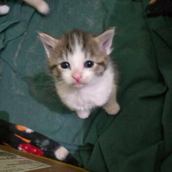 Domestic Short Hair Cats Available for Adoption in Grand Rapids, Minnesota - Mini | PetCurious