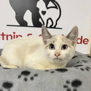 United -  Domestic Short Hair and Snowshoe Cat for Adoption in Incline Village, Nevada - United | PetCurious