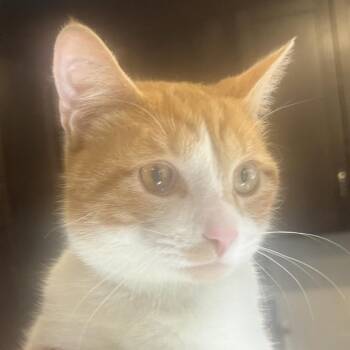 Domestic Short Hair Cats Available for Adoption - Reds | PetCurious