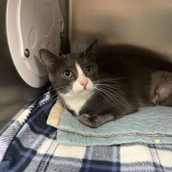 Domestic Short Hair Cats Available for Adoption in Lakeland, Florida - Tally | PetCurious