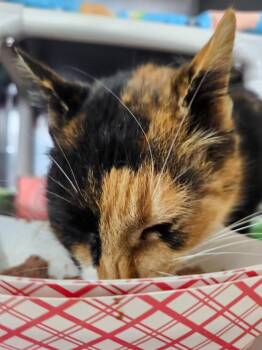 Domestic Short Hair Cats Available for Adoption - Caldwell Nature Preserve | PetCurious