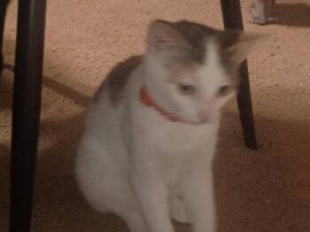 Bunbun -  Manx and Domestic Short Hair Cat for Adoption in Niles, Michigan - Bunbun | PetCurious