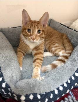 Jesse -  Domestic Short Hair Cat for Adoption in Walled Lake, Michigan - Jesse | PetCurious
