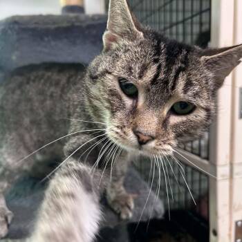 Megan -  Tabby Cat for Adoption in Huntington, New York - Megan | PetCurious