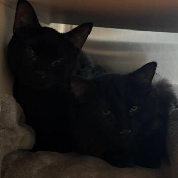 Lover -  Domestic Medium Hair Cat for Adoption in Cedaredge, Colorado - Lover | PetCurious