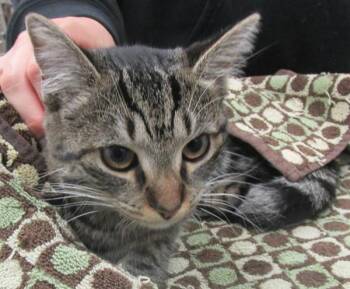 Domestic Medium Hair Cats Available for Adoption - Momo(676) | PetCurious