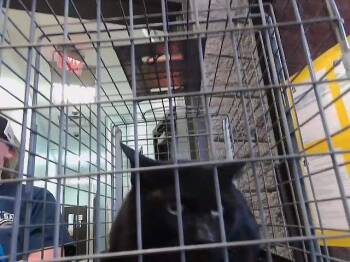 Domestic Short Hair Cats Available for Adoption - GWEN | PetCurious