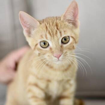 Kaila -  Tabby Cat for Adoption in Conroe, Texas - Kaila | PetCurious