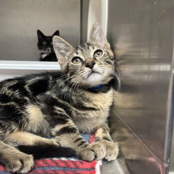 Yaya -  Domestic Medium Hair Cat for Adoption in Lakeland, Florida - Yaya | PetCurious