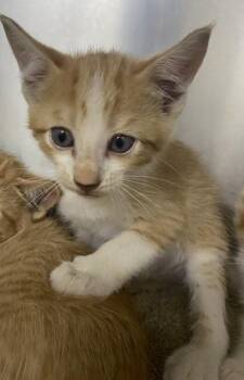 John -  Domestic Short Hair Cat for Adoption in Conway, Arkansas - John | PetCurious