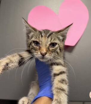 IRIS -  Domestic Short Hair Cat for Adoption in Ontario, California - IRIS | PetCurious