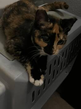 Rescue Domestic Short Hair Cats for Adoption in Avon Park, Florida - Cheron | PetCurious