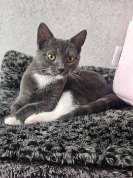 Rescue American Shorthair Cats for Adoption in Walkersville, Maryland - Gatsby | PetCurious