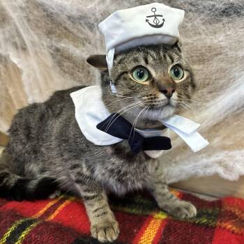 Rescue Domestic Short Hair Cats for Adoption in Franklin, North Carolina - Toblerone | PetCurious