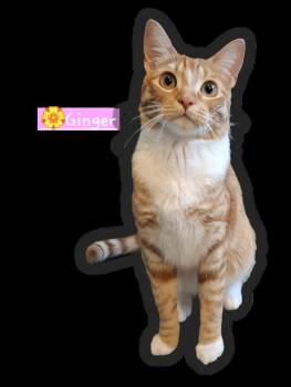 Domestic Short Hair and Tabby Cats Available for Adoption - :::Ginger::: | PetCurious