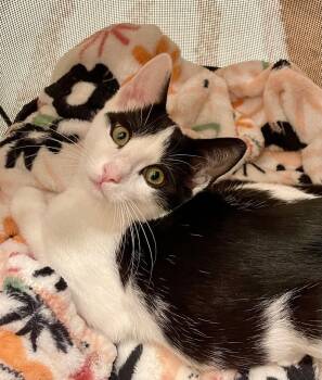 Rescue Domestic Short Hair Cats for Adoption - Leroy | PetCurious