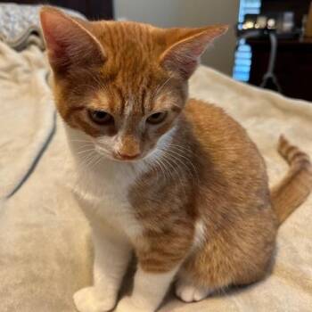 Domestic Short Hair Cats Available for Adoption - Soren | PetCurious