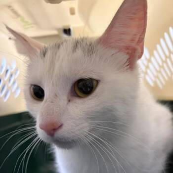 Felicity -  Domestic Short Hair Cat for Adoption in Des Moines, Iowa - Felicity | PetCurious