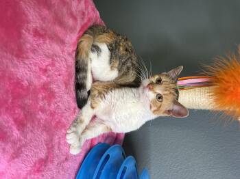 Rescue Calico and Tabby Cats for Adoption in Newton, Illinois - Nori | PetCurious