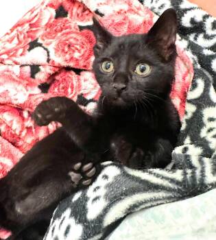 Rescue Bombay and Domestic Short Hair Cats for Adoption - Velvet And Wally (must Be Adopted Together) | PetCurious