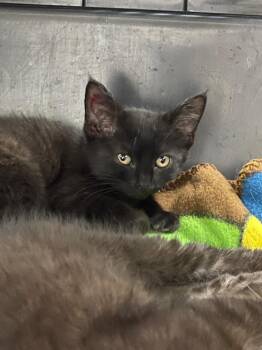 Cicada -  Domestic Short Hair Cat for Adoption in Grants Pass, Oregon - Cicada | PetCurious