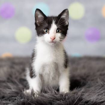 Rescue Domestic Short Hair Cats for Adoption in Saint Paul, Minnesota - Tomatillo | PetCurious