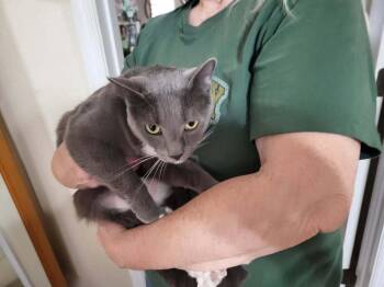 Russian Blue and Domestic Short Hair Cats Available for Adoption - KitKat | PetCurious