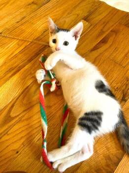 Marshmallow -  Domestic Short Hair Cat for Adoption in Quakertown, Pennsylvania - Marshmallow | PetCurious