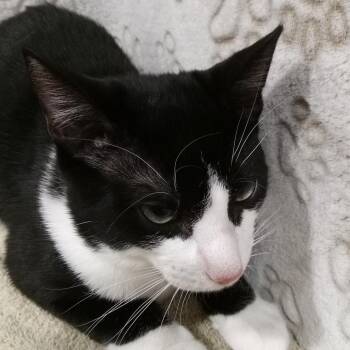 Lake (Luke) -  Domestic Short Hair Cat for Adoption in Tampa, Florida - Lake (Luke) | PetCurious