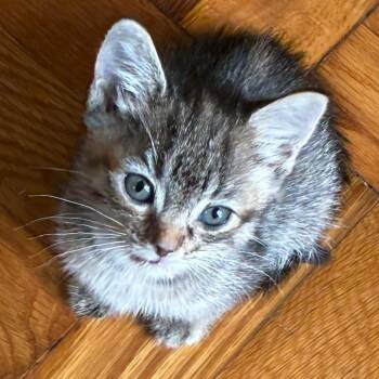 Ariadne Oliver -  Domestic Short Hair Cat Available for Adoption in Columbia, Missouri - Ariadne Oliver | PetCurious