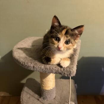 BETTIE -  Domestic Short Hair Cat for Adoption in East Greenwich, Rhode Island - BETTIE | PetCurious