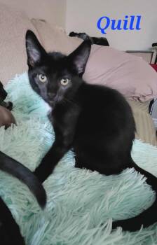 Rescue Domestic Short Hair Cats for Adoption in Kitchener, Ontario - Quill | PetCurious