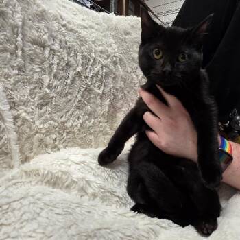 Domestic Short Hair Cats Available for Adoption - Rain | PetCurious