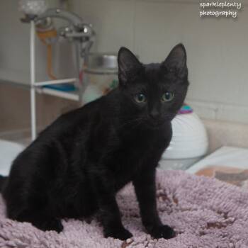 Cinque -  Domestic Short Hair Cat for Adoption in Ridgefield, Connecticut - Cinque | PetCurious