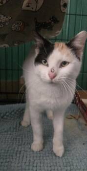 Clawdette -  Calico Cat for Adoption in Reeseville, Wisconsin - Clawdette | PetCurious