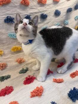 Paul McCatney PA -  Domestic Medium Hair Cat for Adoption in Denham Springs, Louisiana - Paul McCatney PA | PetCurious