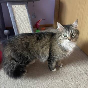 Brisket -  Domestic Long Hair Cat for Adoption in Calgary, Alberta - Brisket | PetCurious